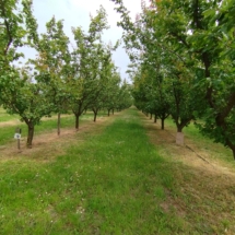 2Évi 20 tonna termés, kialakult vevőkörrel.
