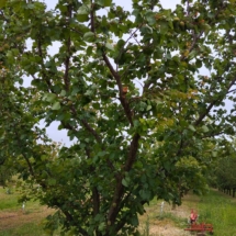 4„Aprikosengarten in Győrújbarát – 2,4 Hektar mit 1250 Bäumen, Bewässerung und Kühlhaus. Investieren Sie in Duft und Ertrag.
