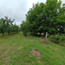 xTermő kajszibarackos Győrújbaráton, eladó 2,4 hektáros gyümölcsös ipari árammal, öntözőrendszerrel és bejáratott vevőkörrel.