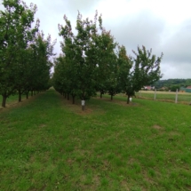 y„Aprikosengarten in Győrújbarát – 2,4 Hektar mit 1250 Bäumen, Bewässerung und Kühlhaus. Investieren Sie in Duft und Ertrag.