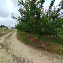 z„Aprikosengarten in Győrújbarát – 2,4 Hektar mit 1250 Bäumen, Bewässerung und Kühlhaus. Investieren Sie in Duft und Ertrag.